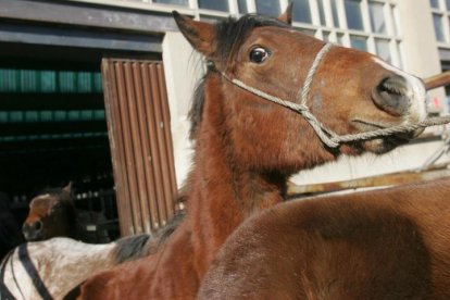 La feria equina de febrero se celebrará este año el 8 de marzo.