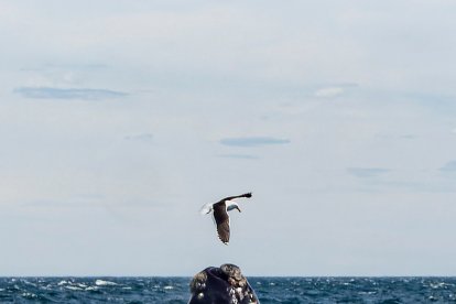 Ballena franca austral.