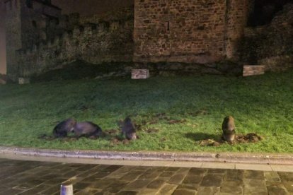 Una piara de jabalís en la ladera del Castillo de Ponferrada.