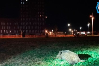 Imagen de archivo de un jabalí que provocó un accidente en La Rosaleda.