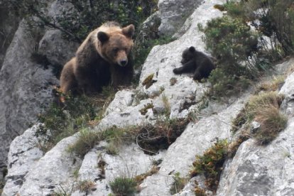 Una osa se muestra en actitud protectora con su osezno en una imagen captada en una zona osera de la Cordillera cantábrica.