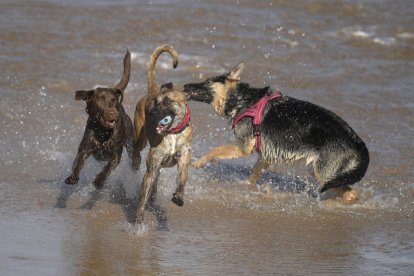 GIJON (ASTURIAS), 17/02/2024.- Un grupo de perros juega este sábado, en la playa de San Lorenzo de Gijón. La Agencia Estatal de Meteorología (Aemet) prevé para hoy, sábado, en Asturias cielo poco nuboso con intervalos de nubes altas. Temperaturas Controlar la salud de las mascotas es crucial para su bienestar y también para la salud humana.