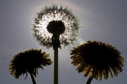 Una imagen de unas flores diente de león.