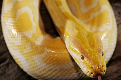 Una serpiente pitón de Birmania albina.