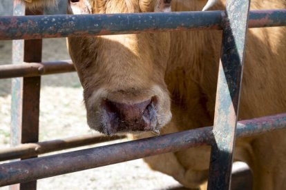 El veterinario inyecta medicamentos a una vaca infectada de Ehe.