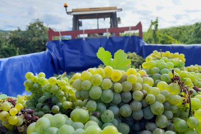 Uvas de la variedad Godello del Bierzo.