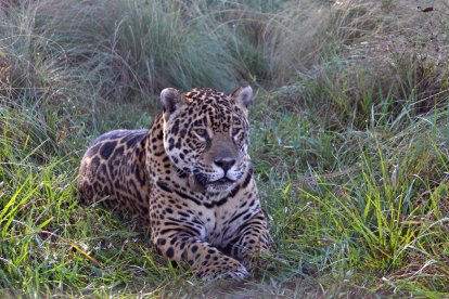 Los yaguaretés están catalogados a nivel mundial como especie 