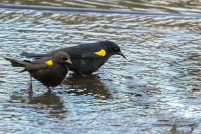 Fotografía cedida por la compañía Luma Energy donde aparece un par de mariquitas, una de las 19 especies de aves endémicas en peligro de extinción en Puerto Rico. EFE/Luma Energy