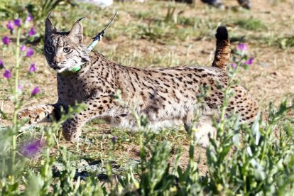 Un ejemplar de lince ibérico. Archivo EFE/José Manuel Vidal