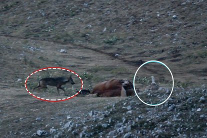 Imagen de uso editorial cedida por la organización dedicada a la conservación de las aves y la naturaleza SEO/BirdLife de uno de los encuentros nocturnos entre buitres leonados y lobos alrededor de un cadáver animal para alimentarse.