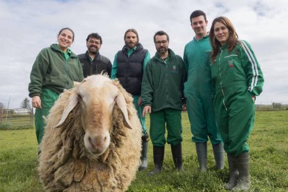 El científico asturiano Pablo Gutiérrez Toral junto al equipo de investigadores del Instituto de Ganadería de Montaña del CSIC en León y la oveja Chuchi.