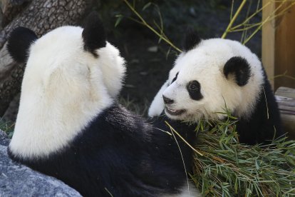 Imagen de archivo de dos osos panda en el Zoo Aquarium de Madrid. EFE/ David Fernández