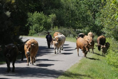 Vacas en El Bierzo