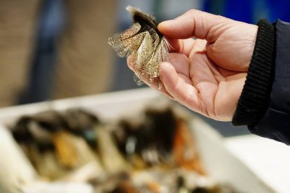 Muestra del Gallo de pluma y mosca artificial de La Vecilla.