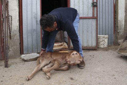 Un ternero que ha nacido en Piñuel de Sayago (Zamora) con dos cabezas pegadas, cada una con sus dos ojos, su nariz, su boca y su lengua, ha logrado sobrevivir más de 48 horas pese a esa grave malformación. EFE/Mariam A. Montesinos