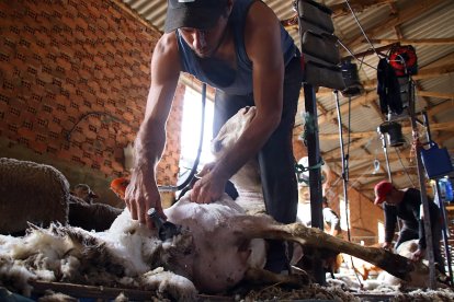 Argentinos y uruguayos protagonizan las labores de esquileo en la provincia leonesa