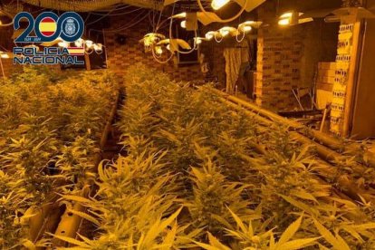 Plantación de marihuana indoor en Ponferrada