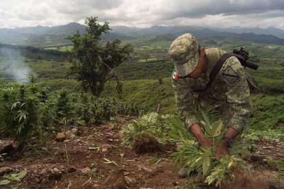 Miembros del Ejercito mexicano destruyen un cultivo de marihuana