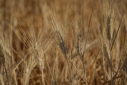 Espigas de trigo en la campiña, en una fotografía de archivo. EFE / Rafa Alcaide