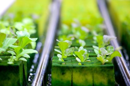 Miguel Serrano plantea el desarrollo de un innovador sistema compacto de acuaponía con hidroponía vertical, apto para el cultivo de diversas especies vegetales y cría de gran variedad de peces, o incluso crustáceos o moluscos.