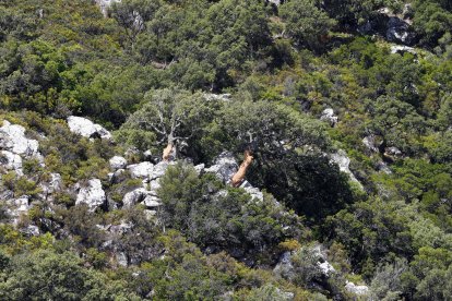 Parque Natural de Los Alcornocales, en Cádiz, en una fotografía de archivo. EFE/J. J. Guillén