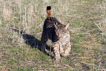 Un ejemplar de lince ibérico. Archivo EFE/ Beldad