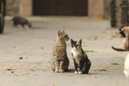 Un grupo de gatos callejeros.