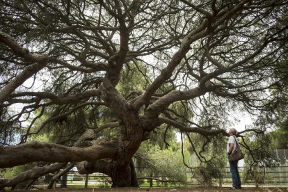 Imagen de un pino centenario en el entorno de Doñana, en una imagen de archivo. EFE / Julián Pérez