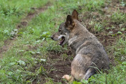 Un ejemplar de lobo Ibérico. Archivo EFE/ J.L.Cereijido