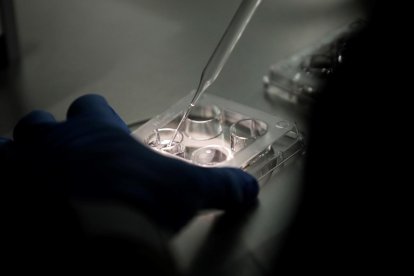 Fotografía de archivo de personal técnico trabajando con óvulos en un laboratorio. EFE/ Bienvenido Velasco