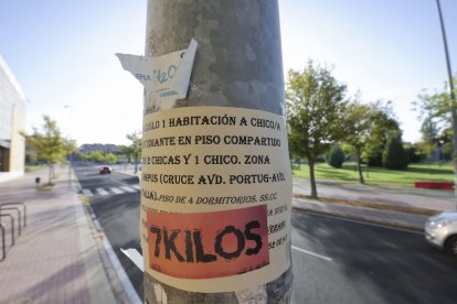 Vista de un anuncio de alquiler de vivienda en una farola en Salamanca. EFE/ J.M. García