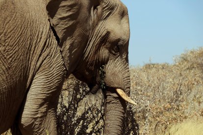 Fotografía de un elefante tomada en junio de 2018 en el Parque Nacional Etosha de Namibia. EFE/ Nerea González