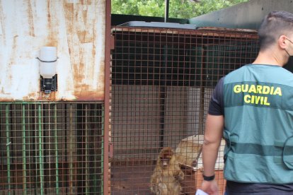 Fotografía facilitada por la Guardia Civil, que ha hallado dos monos de Gibraltar encerrados en el patio de una vivienda en Granada. EFE