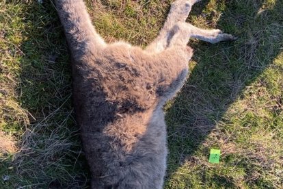 Imagen facilitada de un canguro muerto tomada el pasado 22 de junio. Las autoridades australianas investigan la muerte de al menos 65 canguros, cuyos restos fueron hallados con heridas mortales de bala y lesiones atribuidas a la embestida de coche cerca de la localidad rural de Gobarup, unos 168 kilómetros al norte de la ciudad de Melbourne.  EFE/Crime Stoppers Wildlife Offence SOLO USO EDITORIAL/SOLO DISPONIBLE PARA ILUSTRAR LA NOTICIA QUE ACOMPAÑA (CRÉDITO OBLIGATORIO)