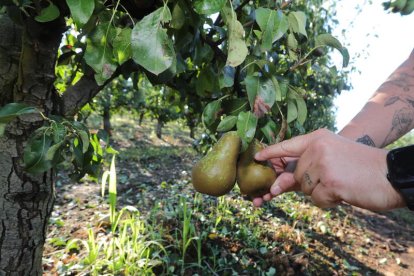 El Bierzo central es una de las zonas de mayor concentración de plantaciones de frutales.