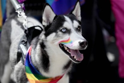 Imagen de un perro en un desfile