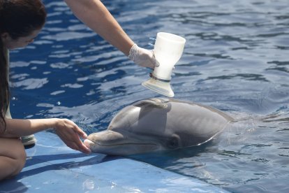 .- La Fundación Oceanogràfic de València estudia la fisiología de los vertebrados marinos a partir de mediciones a delfines con espirómetros avanzados y adaptados a las diferentes especies en forma de seta o ramo de flores, con la finalidad de protegerlos de los impactos ambientales del cambio climático. En la imagen trabajan con uno de los animales entrenados en el delfinario del Oceanogràfic de València. EFE/Miguel Ángel Polo