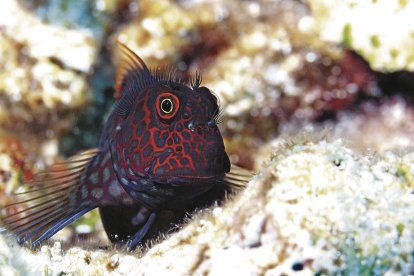 Un pez Cirripectes stigmaticus en la Gran Barrera de Coral australiana.