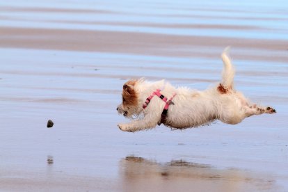 Un perro en una playa.