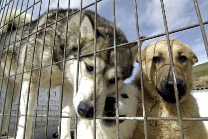 En la imagen de archivo, varios perros en la Sociedad Protectora de Animales de Burgos. EFE/Santi Otero