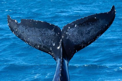 Fotografía de archivo de la cola de una ballena en aguas de Australia.
                      EPA/DAVE HUNT AUSTRALIA AND NEW ZEALAND OUT[AUSTRALIA AND NEW ZEALAND OUT]