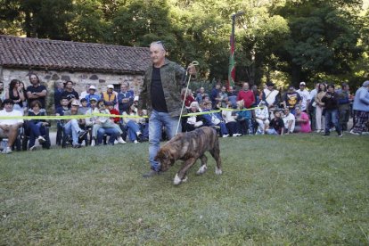 Uno de los mastines ganadores del certamen de Los Barrios de Luna