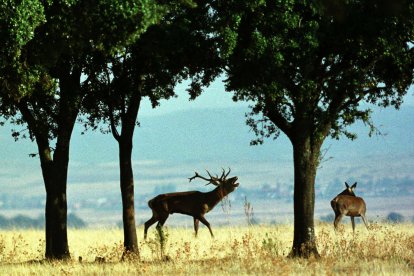 Un ciervo berrea al lado de una hembra.Archivo EFE/MANUEL RUIZ TORIBIO.