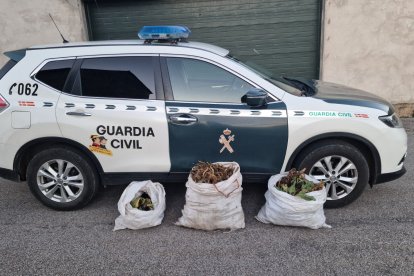 Vehículo de la Guardia Civil con las plantas incautadas.