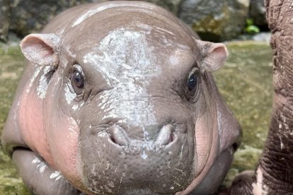 BANGKOK, 13/09/2024.- Con una cara adorable que parece sonreír y un carácter amistoso, un bebé hipopótamo pigmeo, una especie en peligro de extinción, se ha convertido en la estrella de un zoo cerca de Bangkok cautivando a los visitantes y se ha hecho famoso en las redes sociales. El bebé hipopótamo, bautizado con el nombre de Moo Deng (Cerdo Saltarín, en tailandés), es una hembra de tan solo dos meses, pero desde su nacimiento ha hecho que se doble el número de asistentes al zoo Khao Kheow, unos 110 kilómetros al este de Bangkok, según informa en su cuenta de Facebook el zoológico. EFE/ Zoo Khao Kheow *****SOLO USO EDITORIAL/SOLO DISPONIBLE PARA ILUSTRAR LA NOTICIA QUE ACOMPAÑA (CRÉDITO OBLIGATORIO) *****