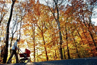 Una mujer pasea con un carro en un bosque mientras el sol de otoño ilumina los árboles estacionales coloreados. EFE//LAURENT GILLIERON