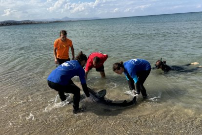 El tiburón azul o tintorera localizado el pasado domingo en la playa de Les Deveses, en Dénia (Alicante), apareció ayer, lunes, sin vida en la costa, a pesar de los esfuerzos del equipo de rescate de la Fundación Oceanogràfic, a través de la Red de Varamientos de la Comunitat Valenciana, Salvamento Marítimo y Cruz Roja por devolverlo al mar. EFE/ Fundación Oceanogràfic SÓLO USO EDITORIAL / SÓLO DISPONIBLE PARA ILUSTRAR LA NOTICIA QUE ACOMPAÑA (CRÉDITO OBLIGATORIO)