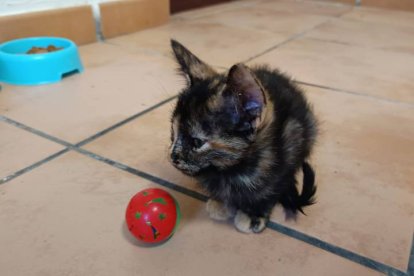 Cacahuete, la gata carey que busca familia.