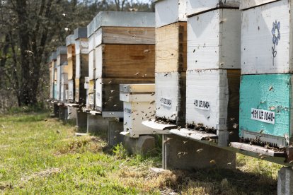 Colmenas de abejas.