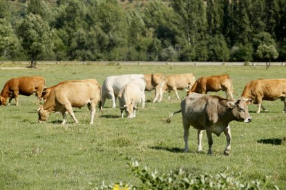 Vacas en una explotación ganadera de la provincia.